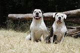 BOULEDOGUE AMERICAIN 105